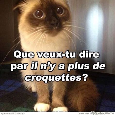 Animaux Animaux Humour B B Blague Chat Et Blague Animaux