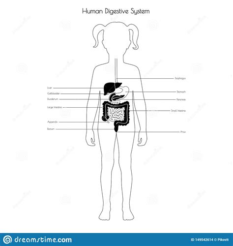 The function of the external female reproductive structures (the genitals) is twofold: Human Internal Organs Vector Stock Vector - Illustration ...