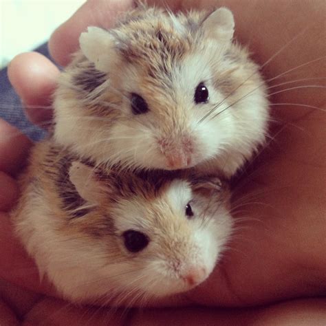 Roborovski Dwarf Hamster 101 Essential Basics Care And Information