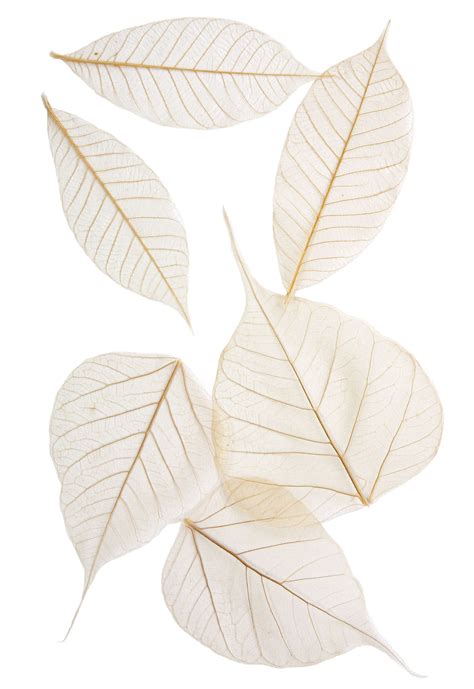 12 Skeleton Leaves · Arnold Grummers Paper Making