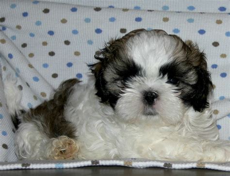 Shih tzus do not shed and are bear is the pup you want. Growing Puppies - Virginia Schnoodle Breeder ...
