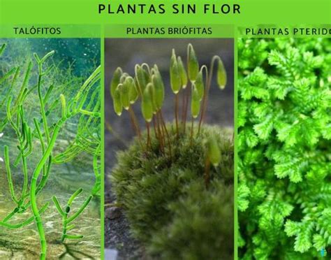 Reino Plantae Ejemplos Características Y Clasificación