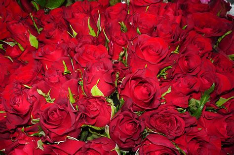 Photos Red Roses Flowers Many