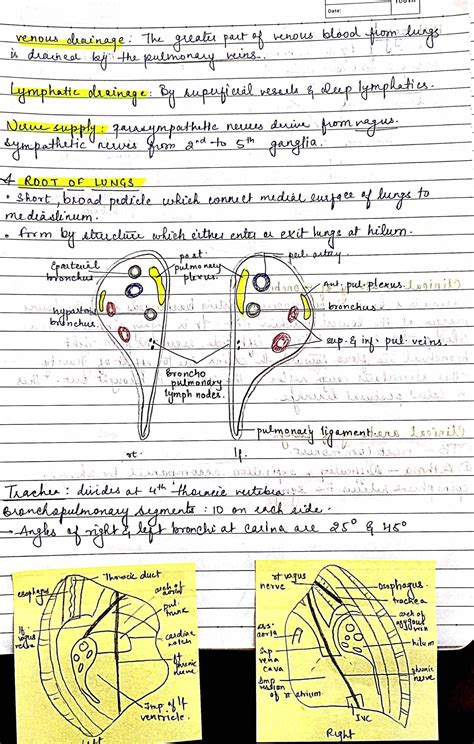 Bds 1st Year Complete Human Anatomy Handwritten Notes Of Topper Pdf