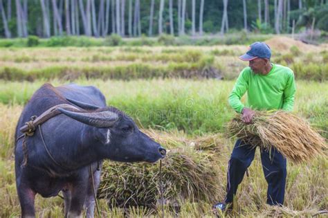 Filipino Farmer At A Rice Field Editorial Stock Photo Image Of