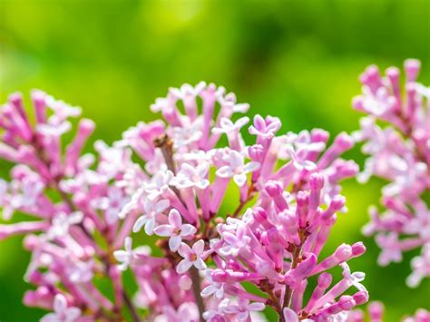 How To Care For Dwarf Korean Lilac Trees Growing A Lilac Tree In A Pot