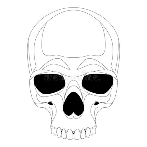 Human Skull Vector Illustration Lining Draw Front Stock Vector