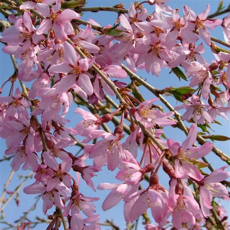 Pink Snow Showers Prunus Proven Winners Trees Spring Meadow Nursery