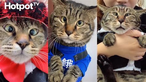 According to royal reporter omid scobie, baby archie has been known to make guest appearances on meghan and harry's zoom calls during quarantine. This giant, beautiful cross-eyed cat is here to warm your ...