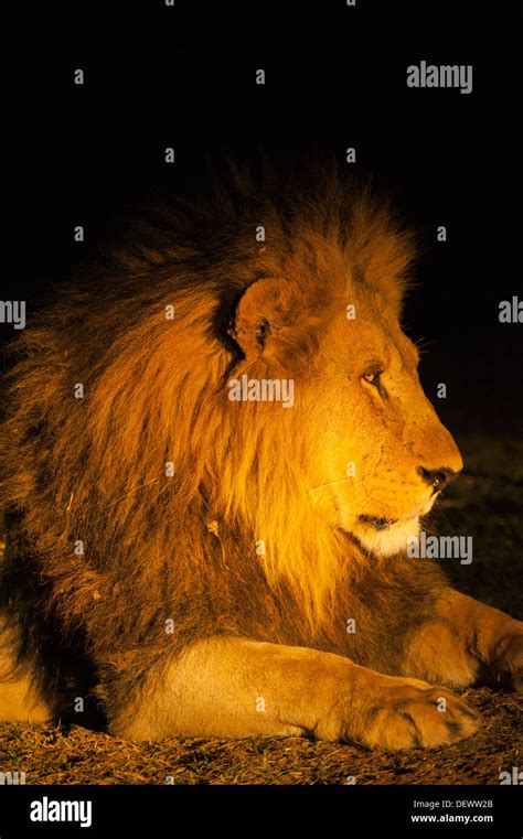 African Lion Panthera Leo Male At Night With Spotlight Okavango