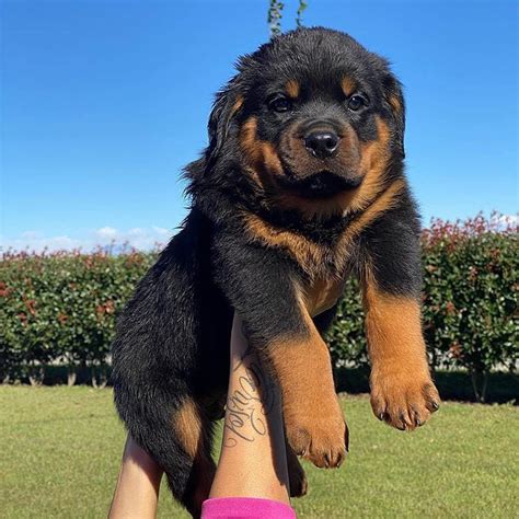 Rottweiler Puppies Rescue Michigan : Rottweiler Puppies For Sale | Detroit, MI #310127 : She has