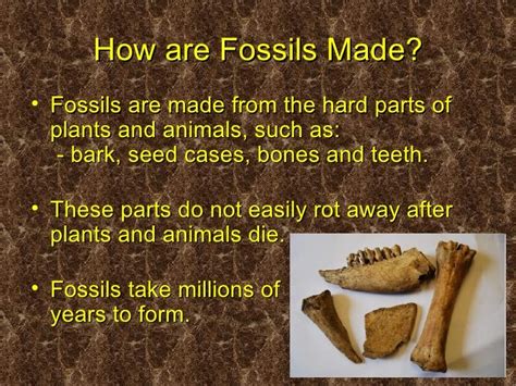 Fossils Ppt