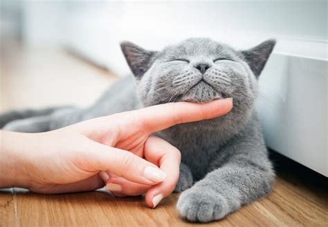 Figuring out why cats bite can be confusing as many owners complain that cats will bite unprovoked, and out of nowhere. 150+ Funny Cat Names: Purr-ticularly Hiss-terical & Cat ...