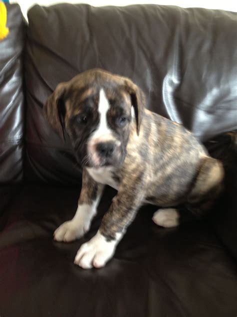 There are 5445 american bulldog for sale on etsy, and they cost $16.59. american bulldog puppies for sale | Peterlee, County ...