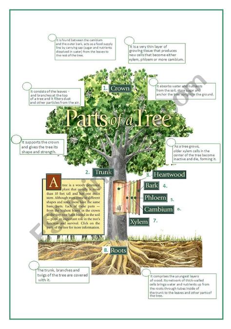 Parts Of The Tree Esl Worksheet By Silvina Joaquina
