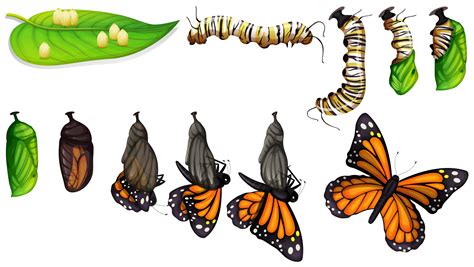 Butterfly Life Cycle Vector Art Icons And Graphics For Free Download