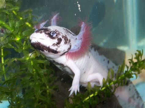 Axolotl Husbandry Guide Reptile And Amphibian Husbandry Guides