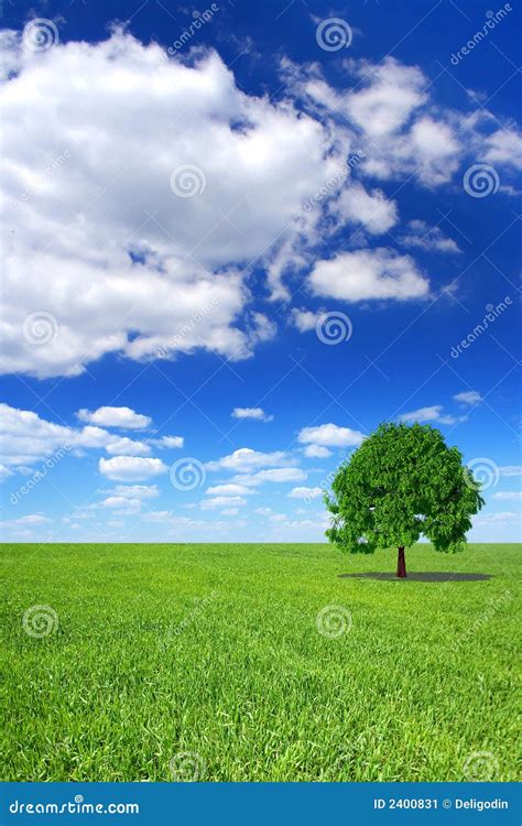 Spring Landscape Green Tree Stock Image Image 2400831