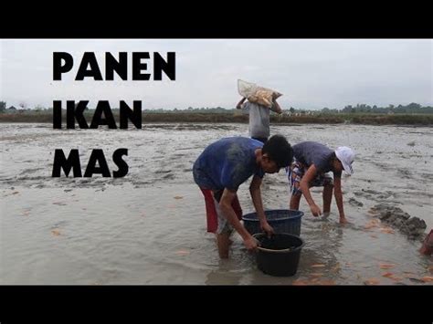 Kolam ikan ini dibangun di halaman belaka. PANEN IKAN MAS KOLAM SAWAH - YouTube