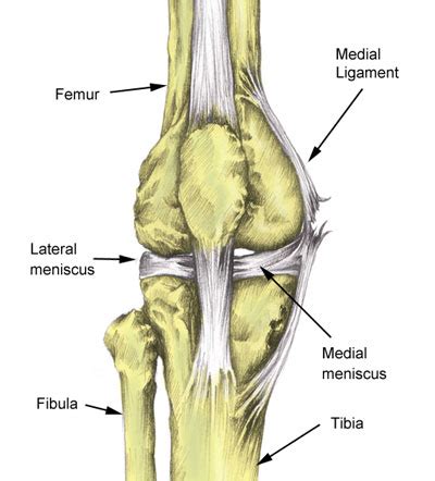 Meniscus Ligament Knee Anatomy
