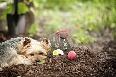 See more of all pets medical center, llc on facebook. When It's Time To Say Goodbye: Coping With Pet Loss | Lone ...