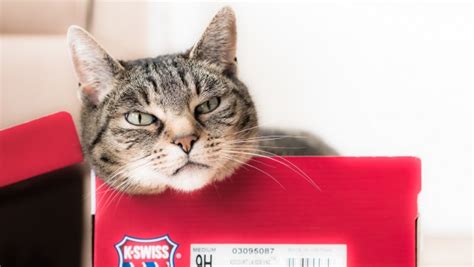 Wild Behaviour The Science Of Why Cats Like Boxes Human Animal Science