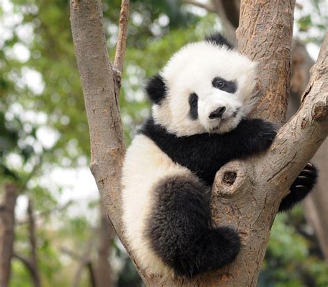 Baby Giant Panda So Cute Panda Giant Panda Panda Bear