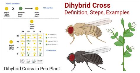 Dihybrid Cross Diagram