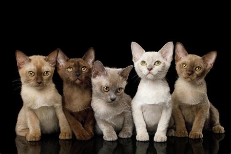 Burmese Kittens