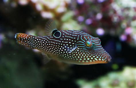 Pufferfish Reef Fish Coral Free Photo On Pixabay Pixabay