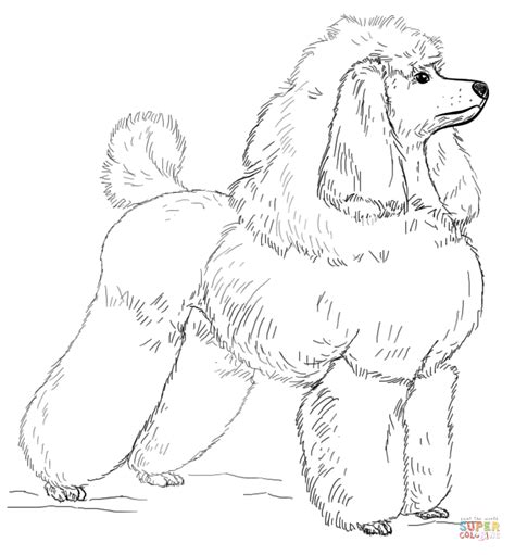 The first is labeled download which will prompt you to download the pdf version of this coloring page. Coloring Pages Of Poodles - Coloring Home