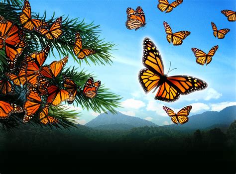 The Flight Of The Monarch Butterfly The Pollinator Pr