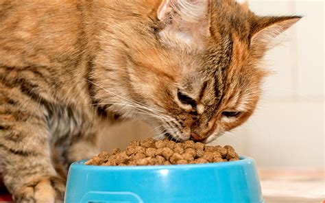 We did not find results for: Helping Your Cat Make A Transition From Dry To Wet Food ...