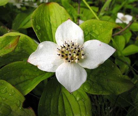 Bunchberry Wins Vote For Canadas National Flower