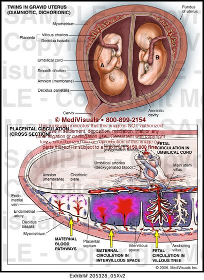Medivisuals Placental Circulation Medical Illustration