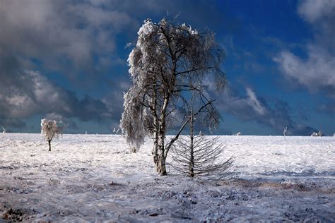 Snow Outdoor Tree 4k Hd Nature 4k Wallpapers Images Backgrounds