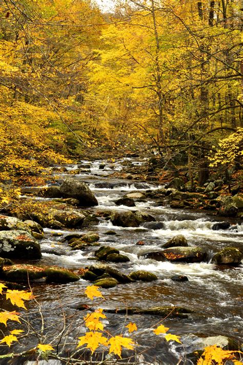 Stream In The Fall Smoky Mountains North Carolina By Betty