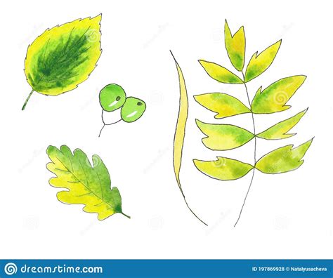 Set Of Hand Drawn Autumn Green Yellow Leaves Branches Berries Stock