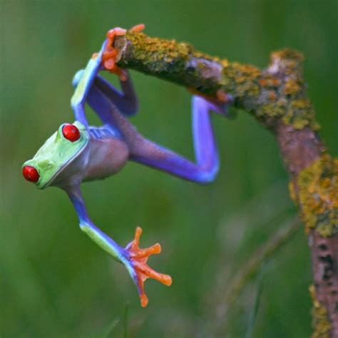 Amazing Multicolored Frogs All Photoz