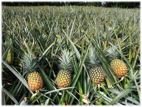 How Pineapples Grow In The Wild A Complete Guide Fruit Faves