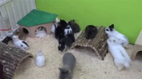 Baby Rabbits In A Romanian Pet Store Ploiesti City Youtube