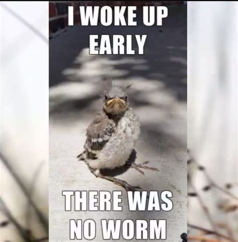 How To Wake Up Early Wake Me Up Lol Bird Memes Animals Animales