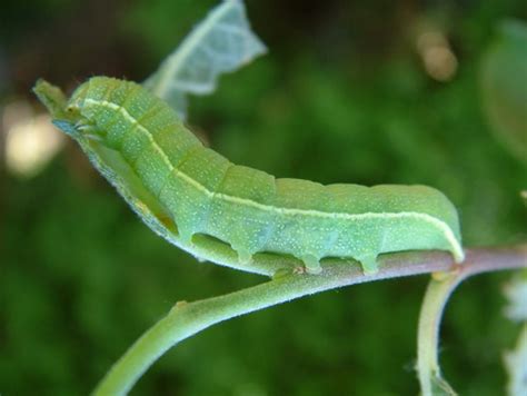 Apr 28, 2014 · remember the little pale green caterpillar that ate through your trees and roses last year? species identification - Bright green caterpillar with ...