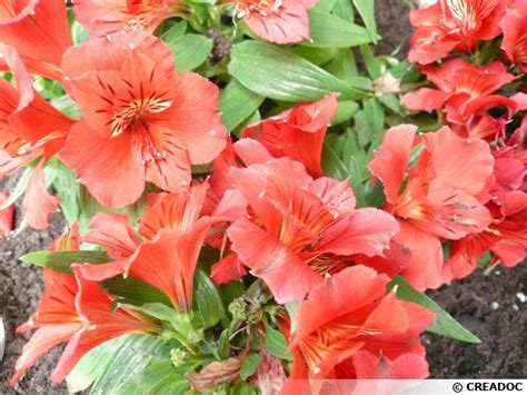 Alstroemeria Ligtu Alstrom Re Vari E Lis Des Incas Cartes De Cr Dit