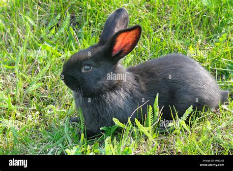 Little Rabbit On Green Grass Background Stock Photo Alamy