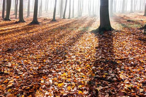 Shadows Of Trees In Autumn Forest Stock Photo Image Of Morning Leafy