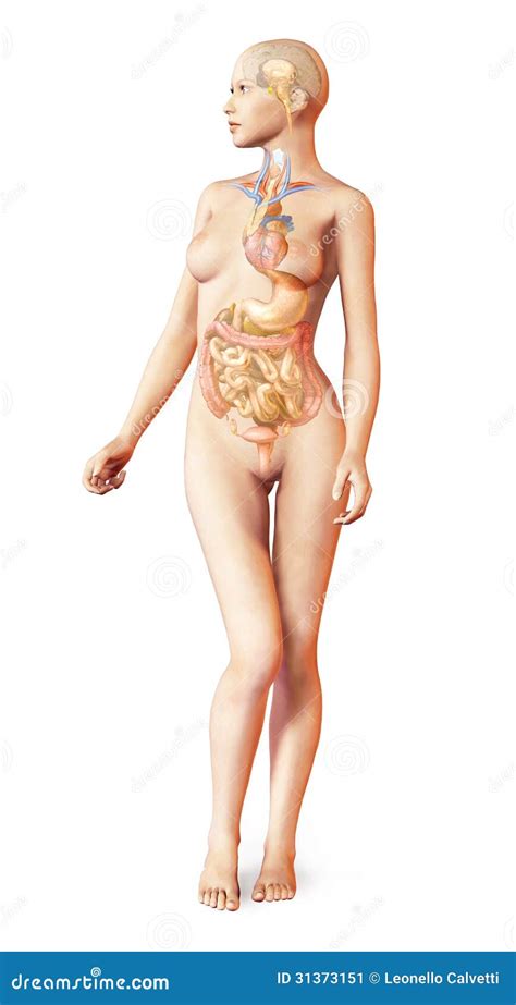 Endocrine System Body Parts My Xxx Hot Girl