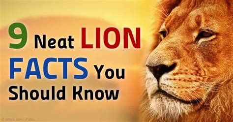 9 Interesting Facts About Lions You Should Know