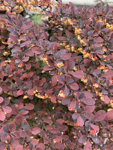 Need Help Id This Flowering Red Bush In The Plant Id Forum