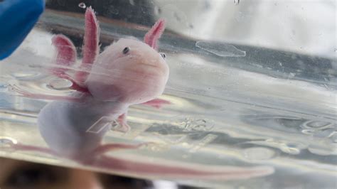 More People Want Axolotls Since The Salamander Was Added To Minecraft Npr